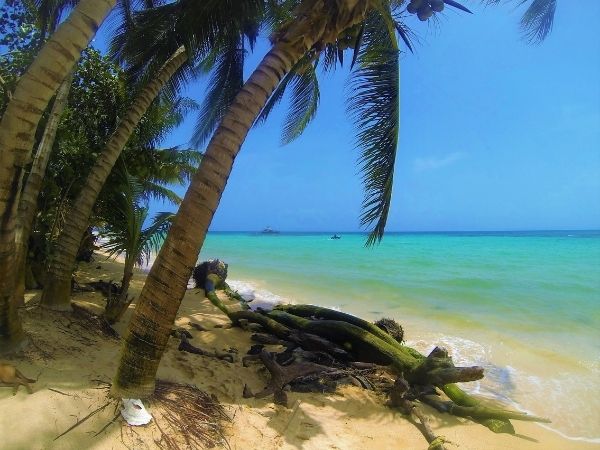 Tropisk strand på Little Corn Island i Nicaragua med palmer og turkisblåt hav